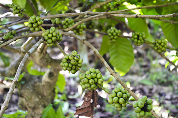 Image showing Coffee Beans