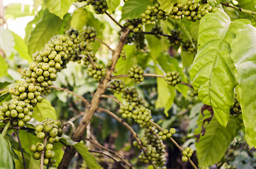 Image showing Coffee Beans