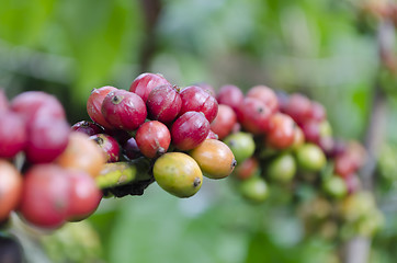 Image showing Coffee Beans