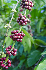 Image showing Coffee Beans