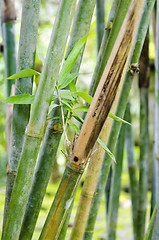 Image showing Bamboo