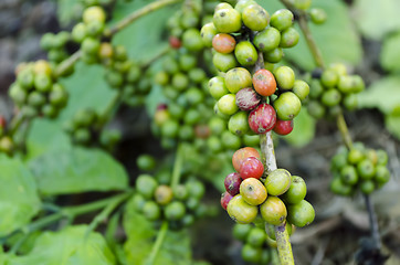 Image showing Coffee Beans