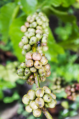 Image showing Coffee Beans