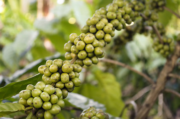 Image showing Coffee Beans