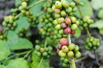 Image showing Coffee Beans