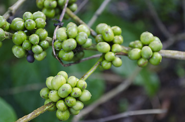 Image showing Coffee Beans