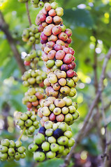 Image showing Coffee Beans