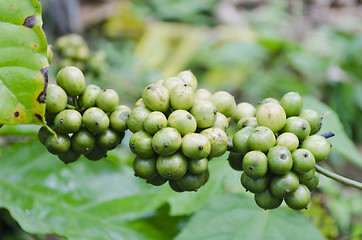 Image showing Coffee Beans