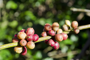 Image showing Coffee Beans