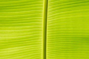 Image showing Banana Leaf