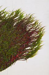 Image showing Creeper climbing up isolated on a white background