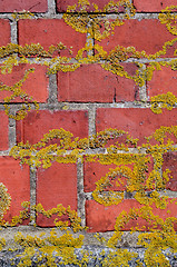 Image showing Mossy red brick wall fragment background.