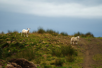 Image showing Skye island nature