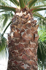 Image showing Close up of palm trunk