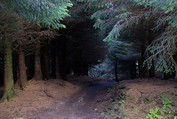 Image showing skye island forest