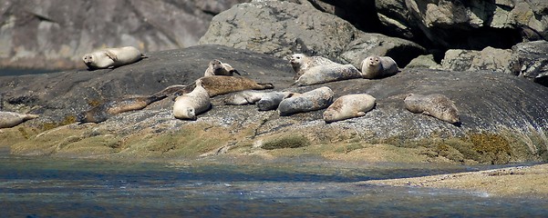 Image showing seals at skye island