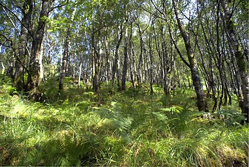 Image showing Scotland nature for walkers