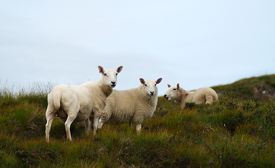 Image showing Skye island nature