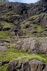 Image showing seals at skye island