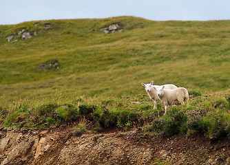 Image showing Skye island nature