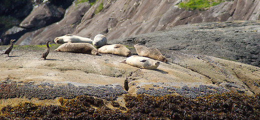 Image showing seals and birds in scotland