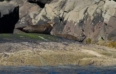 Image showing seals at skye island