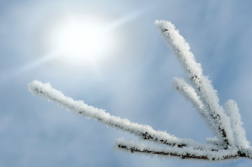 Image showing Snowy tree trunks and sunlight