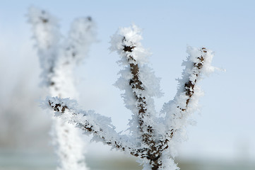 Image showing Snowy tree trunks