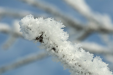 Image showing Snowy tree trunks