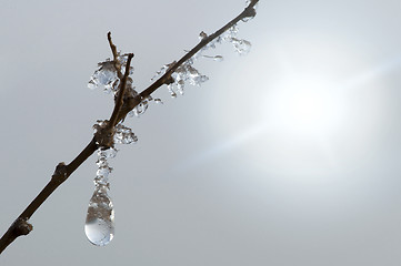 Image showing Frozen dew drops on a branch