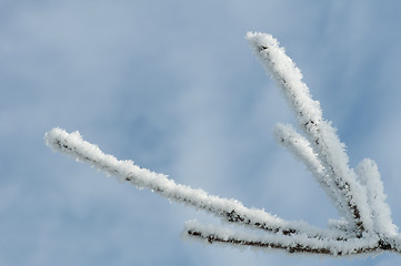 Image showing Snowy tree trunks