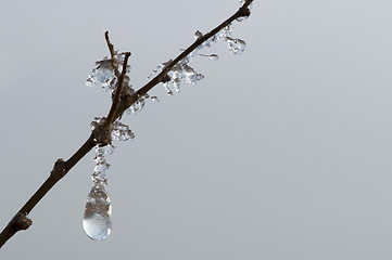 Image showing Frozen dew drops on a branch