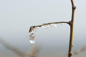 Image showing Frozen dew drops on a branch