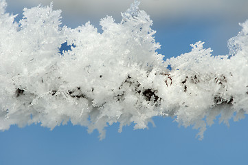 Image showing Snowy tree trunks