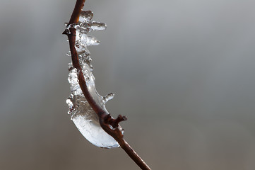 Image showing Frozen dew drops on a branch