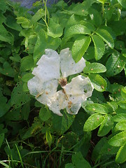 Image showing Withered white rose