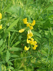 Image showing Yellow wild flower