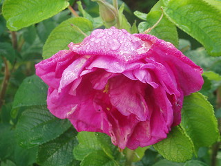 Image showing Wet red rose