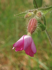 Image showing Small wild flower