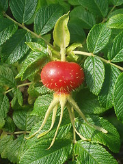 Image showing Rosa rugosa