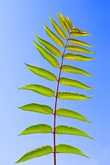 Image showing Leaf of Staghorn sumac