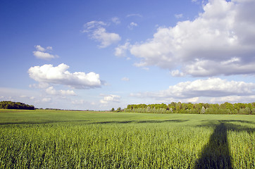 Image showing Huge green meadow and tree shadow. Cloudy blue sky