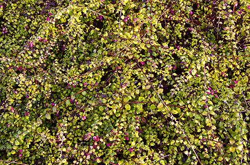 Image showing Cranberry grow in forest. Healthy food background.