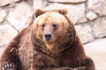 Image showing Brown bear is looking
