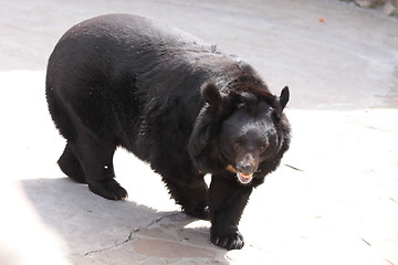 Image showing The black bear in zoo
