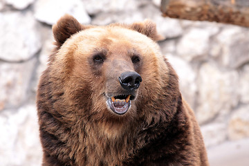 Image showing The brown bear