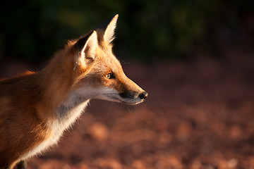 Image showing Red fox