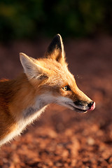 Image showing Red fox