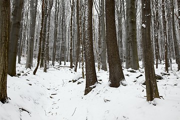 Image showing Winter Forest