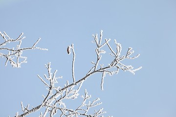 Image showing Icy Branches